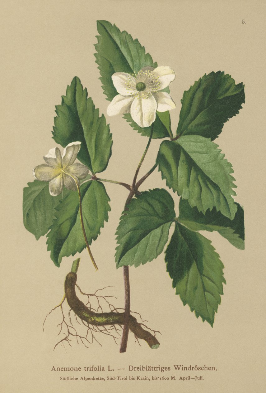 شقائق النعمان ذات الأوراق الثلاثة (Anemone trifolia) بواسطة المدرسة الألمانية
