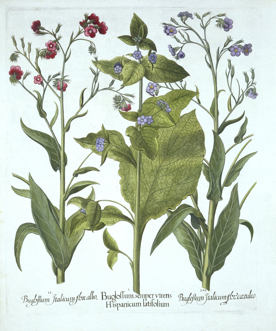 ثلاثة أنواع من Bugloss ، من Hortus Eystettensis ، بقلم Basil Besler (1561-1629) ، حانة. 1613 (نقش يدوي) بواسطة المدرسة الألمانية