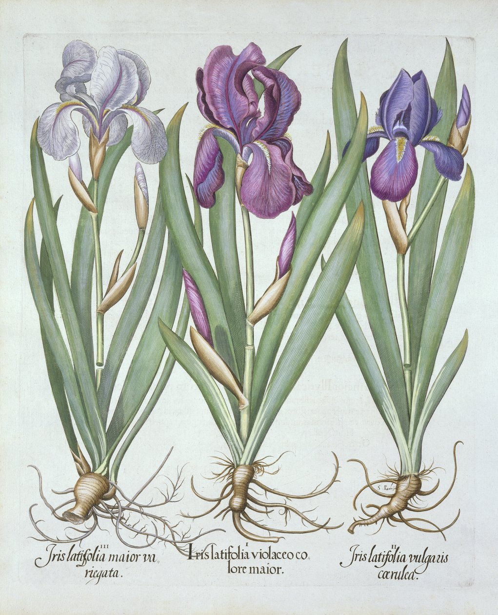 ثلاثة أنواع من القزحية الملتحية الجذامية ، من Hortus Eystettensis ، بواسطة Basil Besler (1561-1629) Pub. 1613 بواسطة المدرسة الألمانية