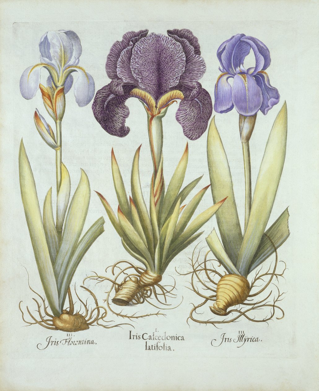 ثلاثة أنواع من قزحية اللحية الجذامية ، من Hortus Eystettensis ، بواسطة Basil Besler (1561-1629) Pub. 1613 (نقش يدوي) بواسطة المدرسة الألمانية