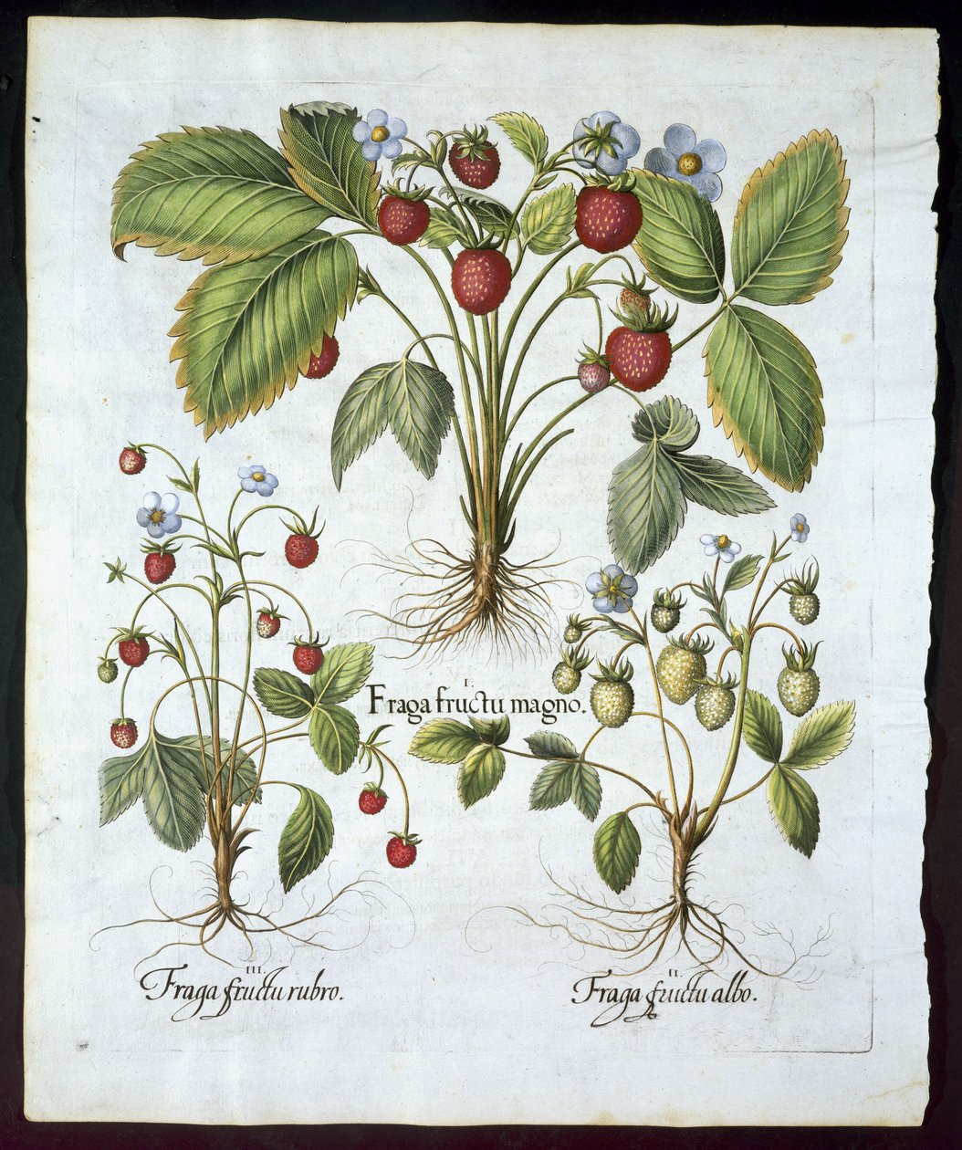 ثلاثة أصناف من الفراولة ، صحن 116 ، من Hortus Eystettensis by Basil Besler (1561-1629) حانة عام 1613 (نقش ملون باليد) بواسطة المدرسة الألمانية