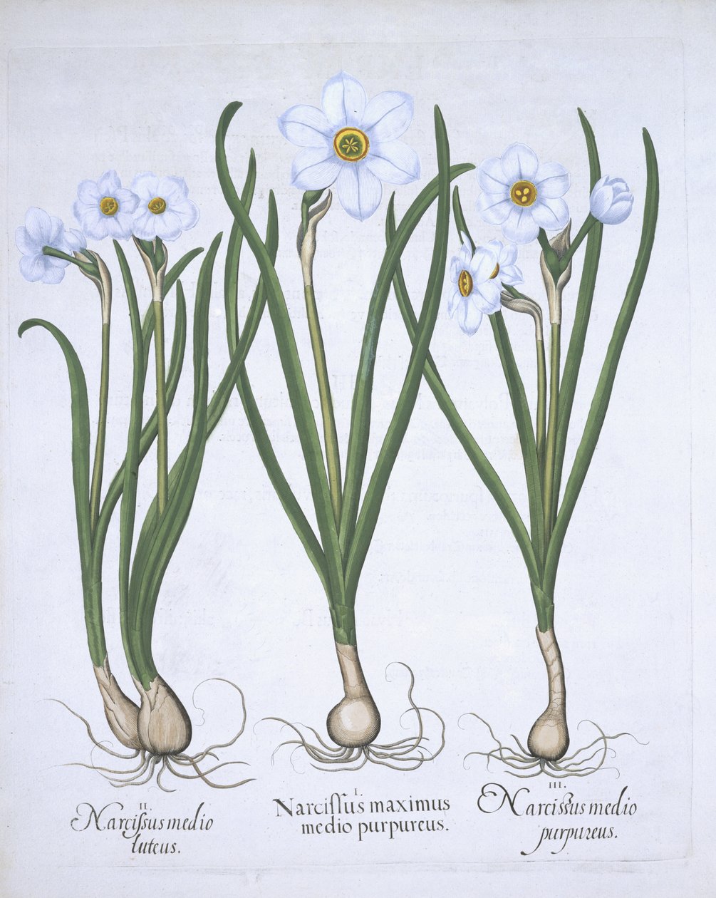 ثلاثة نرجسي أبيض ، من Hortus Eystettensis ، بقلم Basil Besler (1561-1629) حانة. 1613 (نقش يدوي) بواسطة المدرسة الألمانية