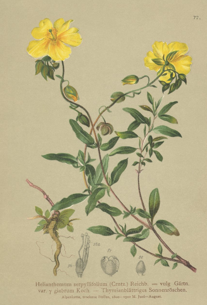وردة الصخور الزعترية الوردية (Helianthemum grandiflorum ، Helianthemum serpyllifolium ، Helianthemum vulgaris) بواسطة المدرسة الألمانية
