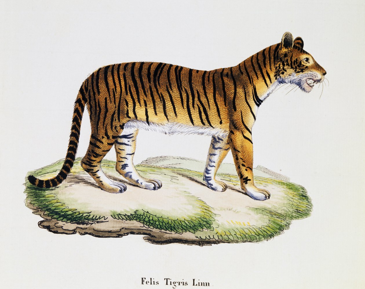 Tiger (Felis tigris), from Mammals illustrated from Nature with descriptions, by Johann Christian Daniel von Schreber (1739-1810), engraving by IC Bock after drawing by A Fleischmann, volume 3, table 98 A, Germany بواسطة المدرسة الألمانية