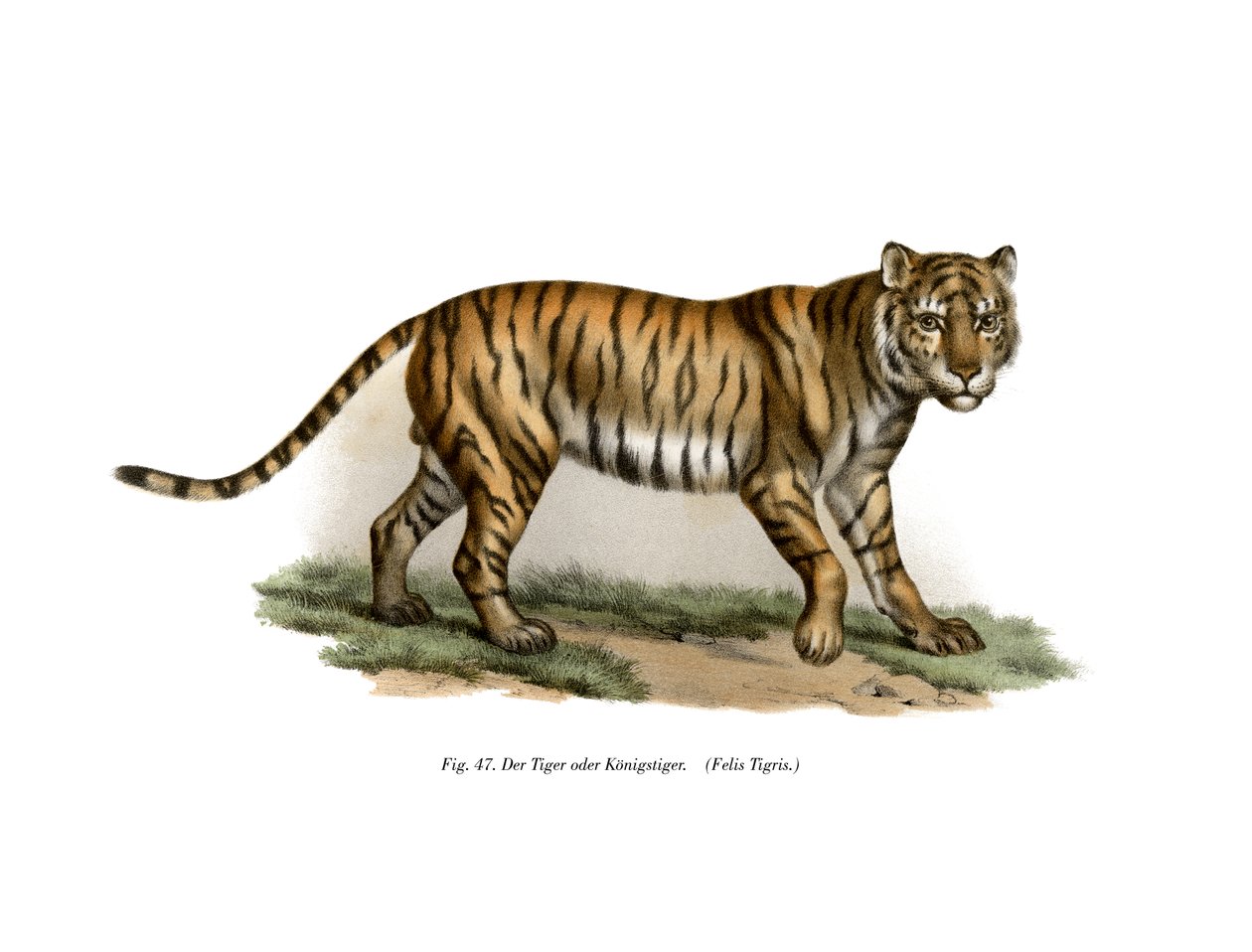 النمر ، 1860 بواسطة المدرسة الألمانية