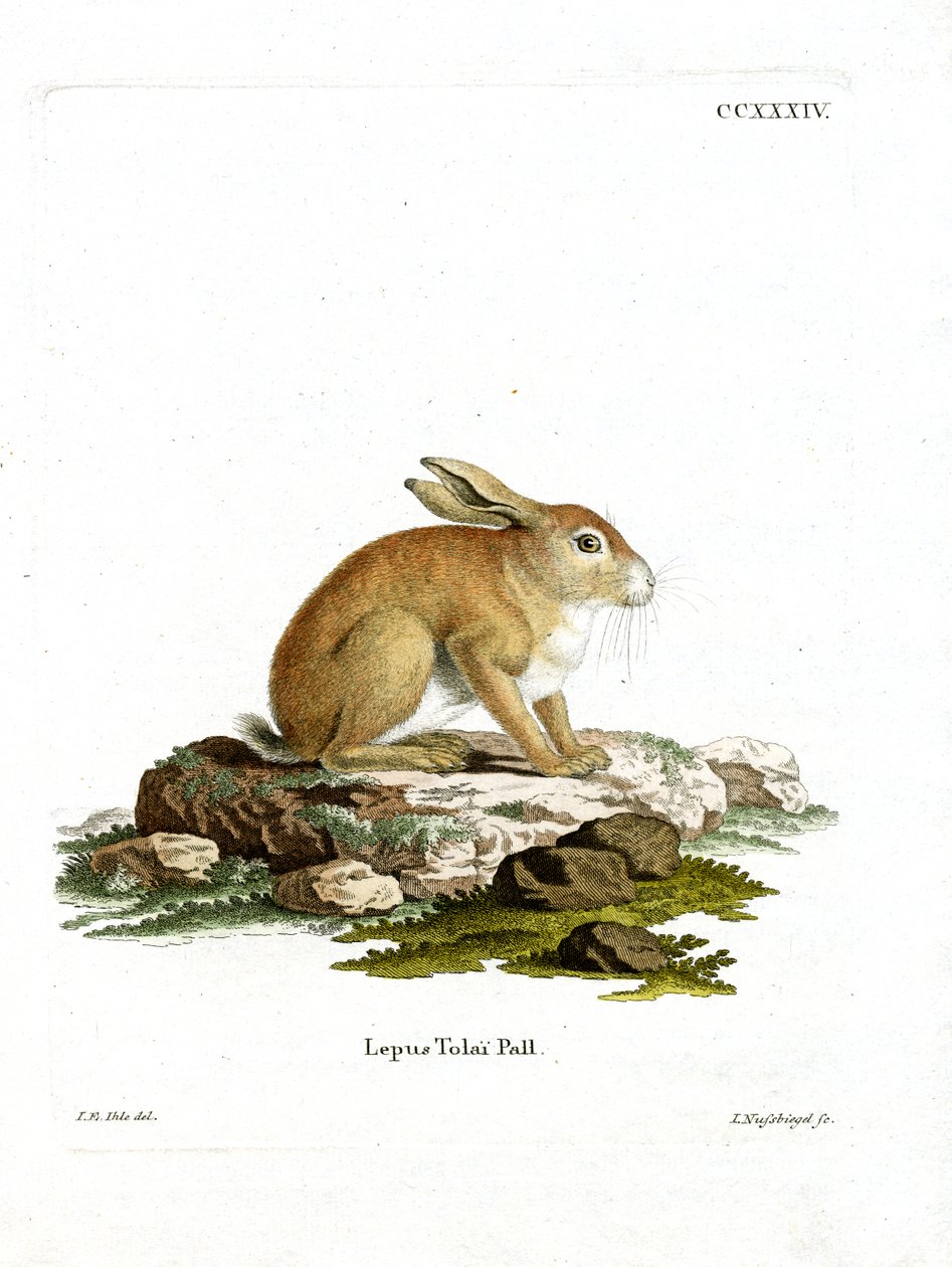 Tolai Hare (coloured engraving) بواسطة المدرسة الألمانية