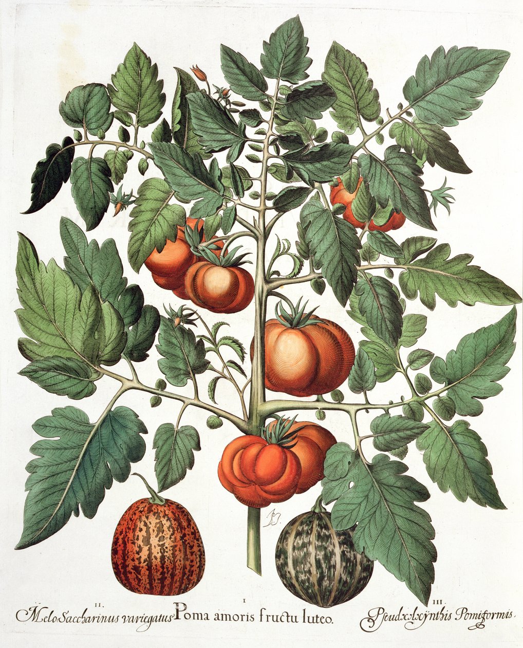 الطماطم والبطيخ والفواكه 1. بوما الحب الأصفر. 2.ميلو السكرين التلون. 3- Pseudocolocynthis pomiforme from Eystettensis by Basil Besler (1561-1629) ، حانة. 1613 بواسطة المدرسة الألمانية