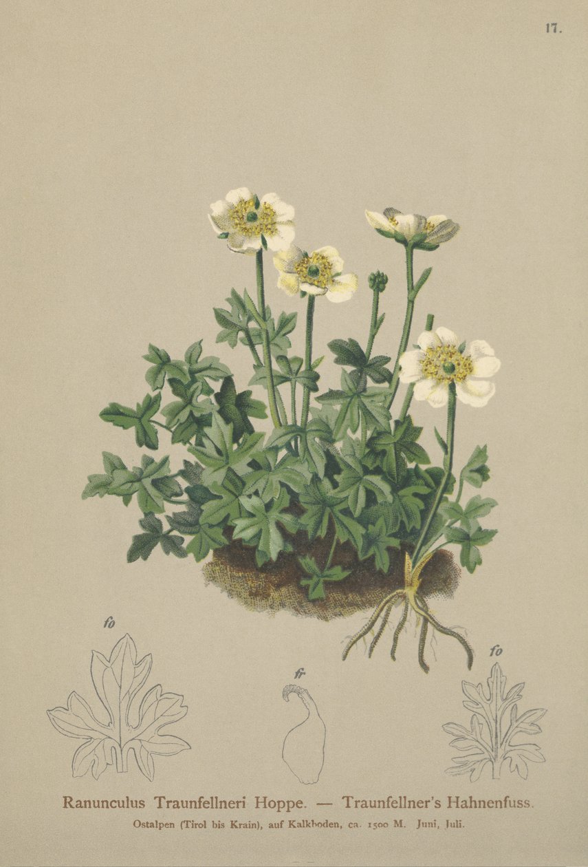 Traunfellners Crowfoot (Ranunculus Traunfellneri) بواسطة المدرسة الألمانية