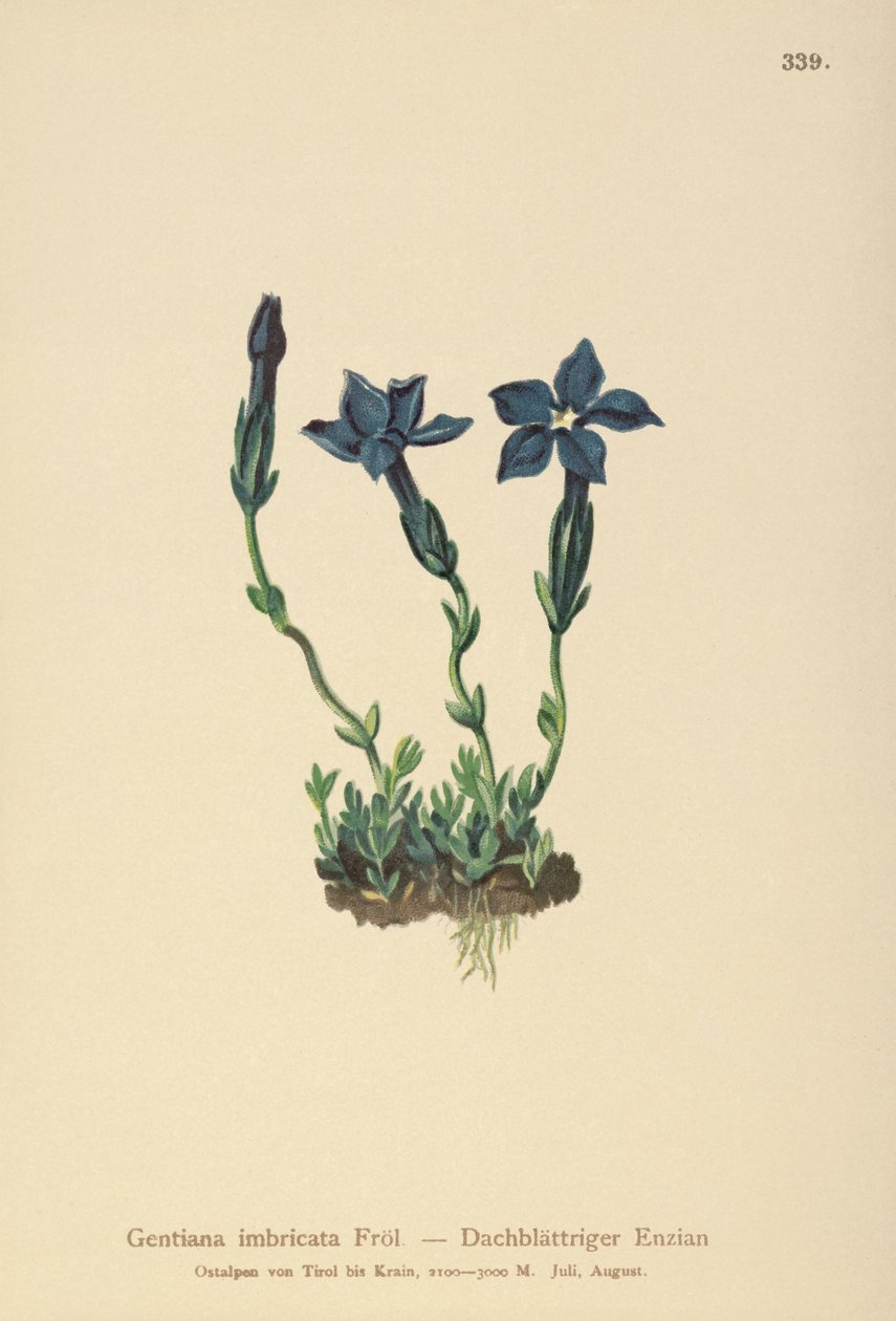 Triglav Gentian (Gentiana terglouensis، Gentiana imbricata) بواسطة المدرسة الألمانية