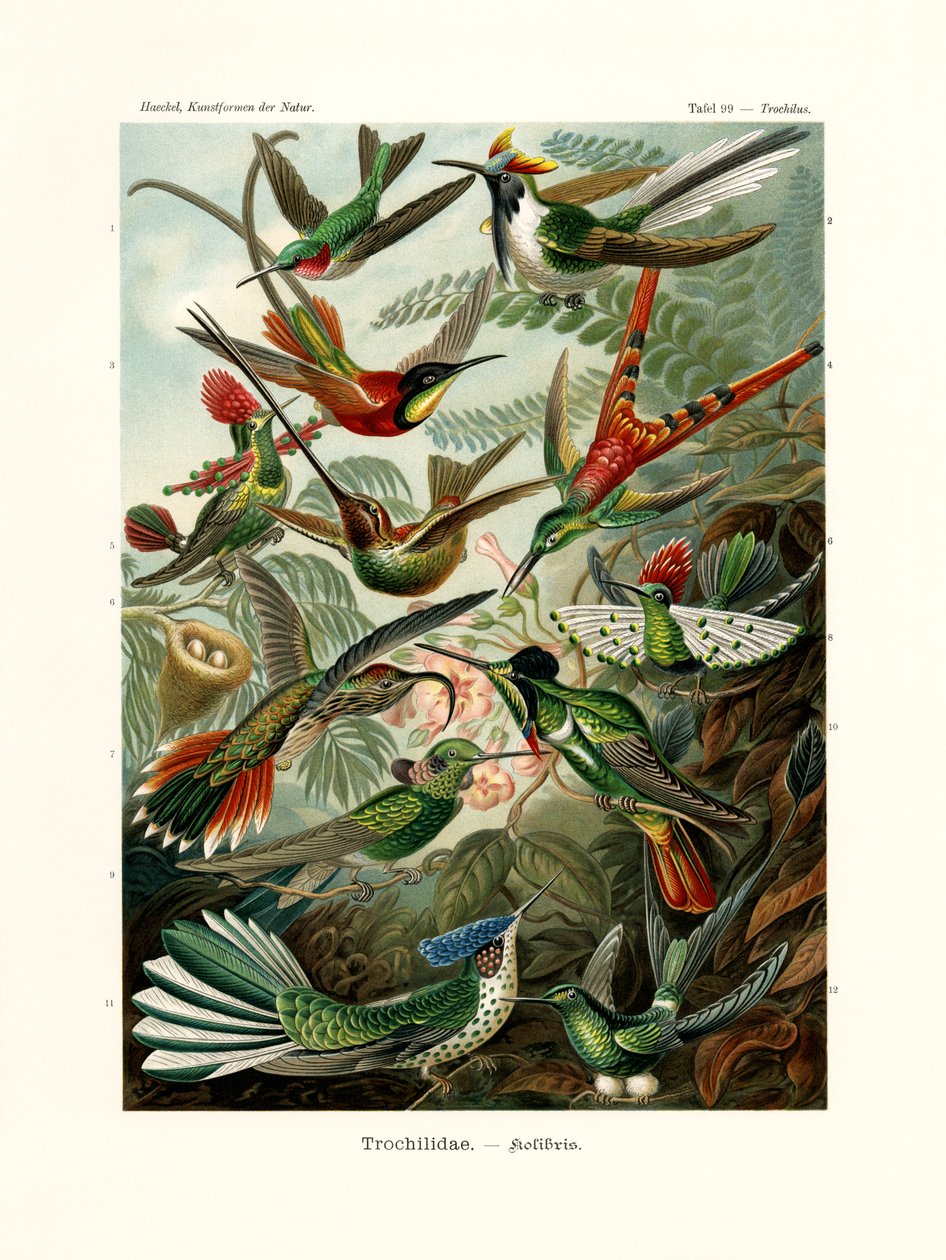 Trochilidae ، 1899-1904 بواسطة المدرسة الألمانية