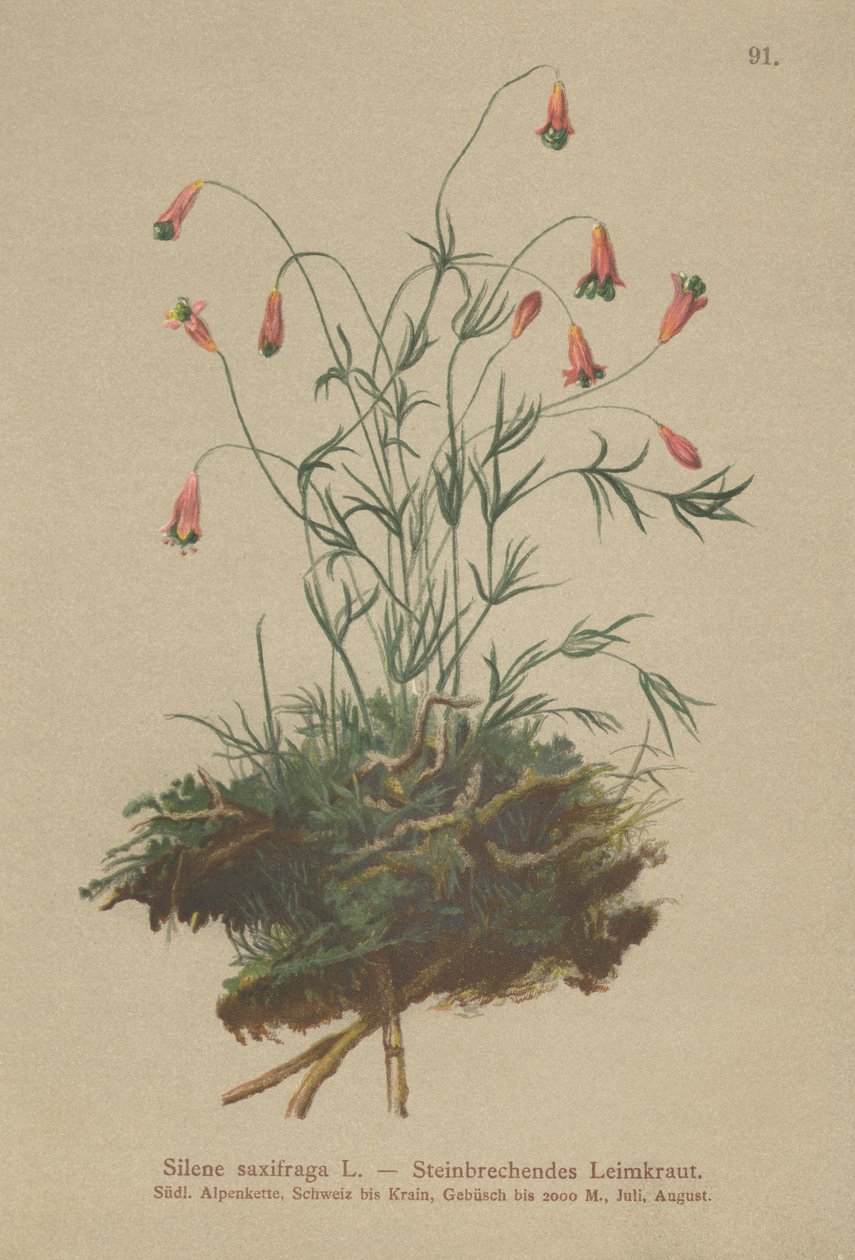 Catchfly معنقدة (ساكسيراجا silene) بواسطة المدرسة الألمانية