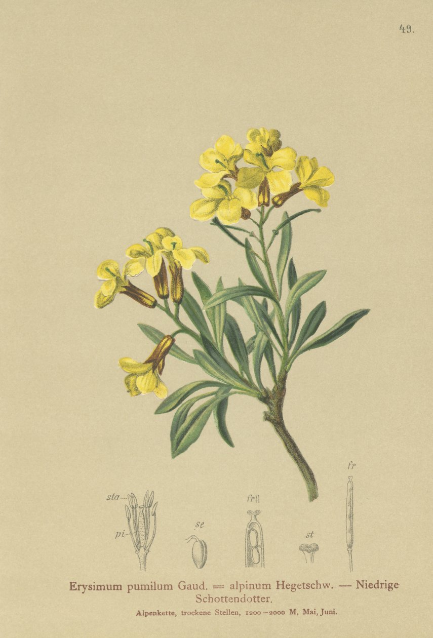 معقد ورق الحائط (Eumsimum pumilum ، Erysimum alpinum) بواسطة المدرسة الألمانية