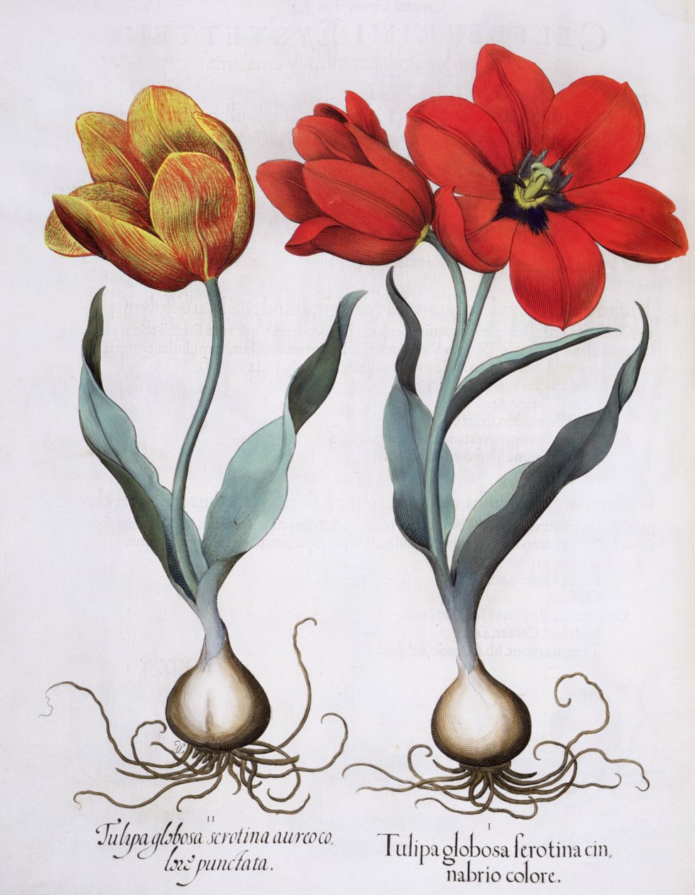 الزنبق: 1.Tulipa globosa serotina cinnabrio اللون ؛ 2.Tulipa globosa serotina aureo color punctata ، من Hortus Eystettensis بواسطة Basil Besler (1561-1629) ، حانة. 1613 بواسطة المدرسة الألمانية