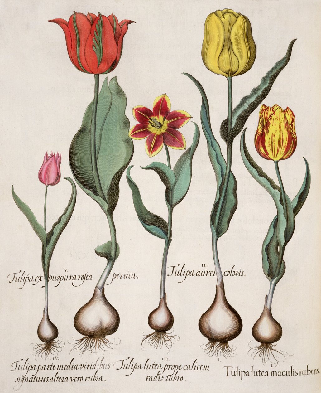 الزنبق: 1.Tulipa البقع الصفراء والحمراء. 2 - توليبا الذهب ؛ 3.كأس توليبا الأصفر بالقرب من جذر الأحمر ؛ 4.توليبا توقيعات على الجزء الأوسط من الأخضر ، والآخر باللون الأحمر. 5.Tulipa السابق الخوخ الوردي الأرجواني بواسطة المدرسة الألمانية