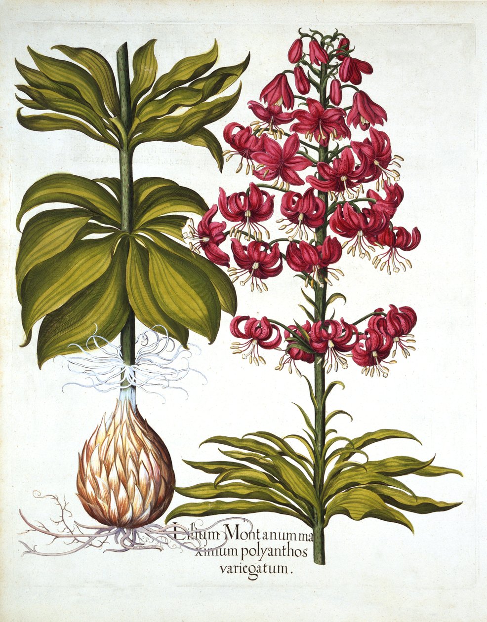 Turks Cap Lily ، من Hortus Eystettensis ، بقلم Basil Besler (1561-1629) ، حانة. 1613 (نقش يدوي) بواسطة المدرسة الألمانية