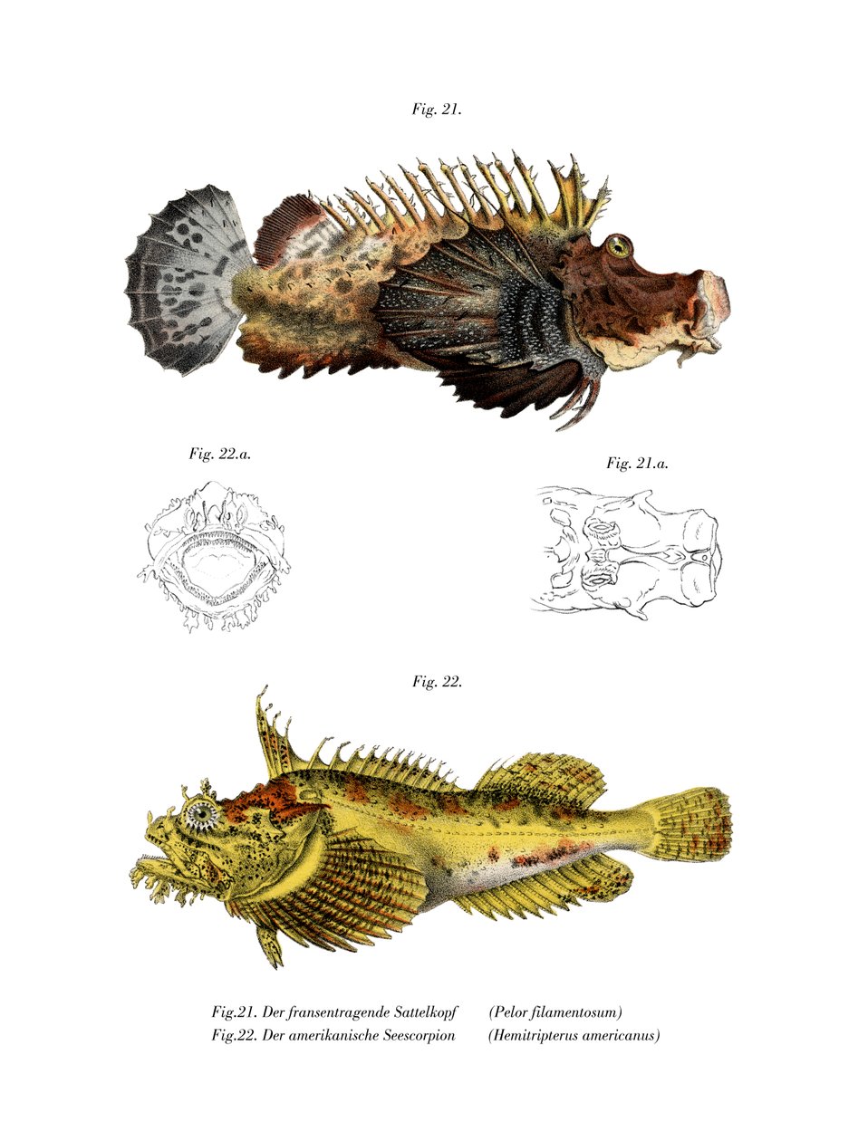 Two-stick Stingfish (colour litho) بواسطة المدرسة الألمانية
