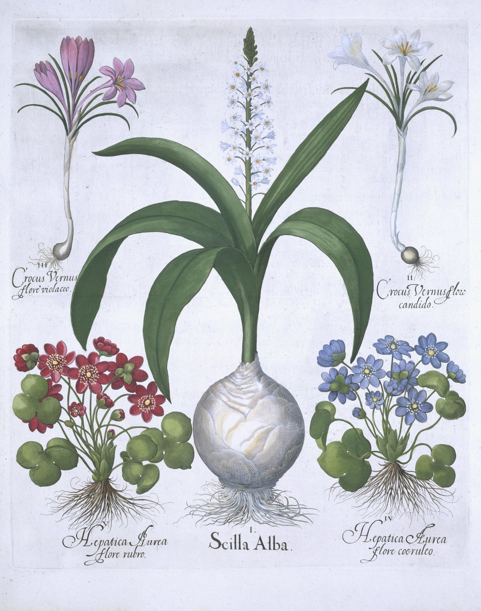 اثنان من الزعفران ، واثنان من الكبد ، و Scilla ، من Hortus Eystettensis ، بقلم Basil Besler (1561-1629). 1613 (نقش يدوي) بواسطة المدرسة الألمانية