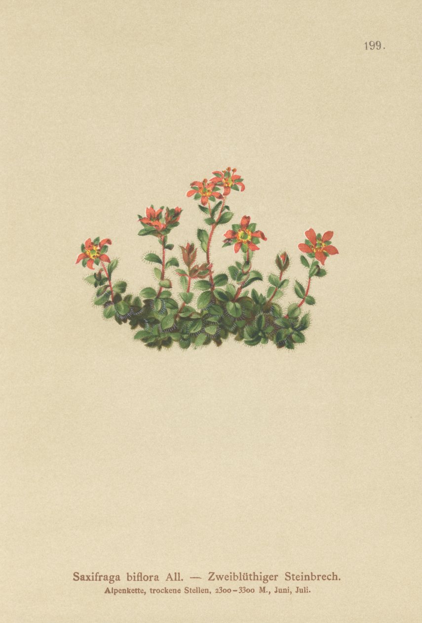 اثنين من Saxifrage المزهرة (Saxifraga biflora) بواسطة المدرسة الألمانية