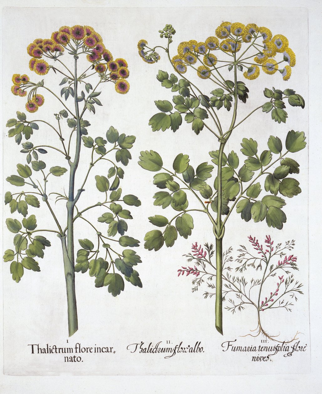 نوعان من Meadow Rue و Fumewort ، من Hortus Eystettensis ، بقلم Basil Besler (1561-1629) ، حانة. 1613 (نقش يدوي) بواسطة المدرسة الألمانية