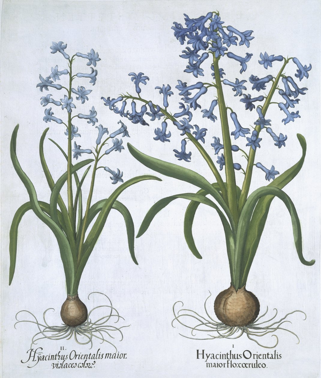 صفيرتان أزرقتان ، من Hortus Eystettensis ، بقلم Basil Besler (1561-1629). 1613 (نقش يدوي) بواسطة المدرسة الألمانية