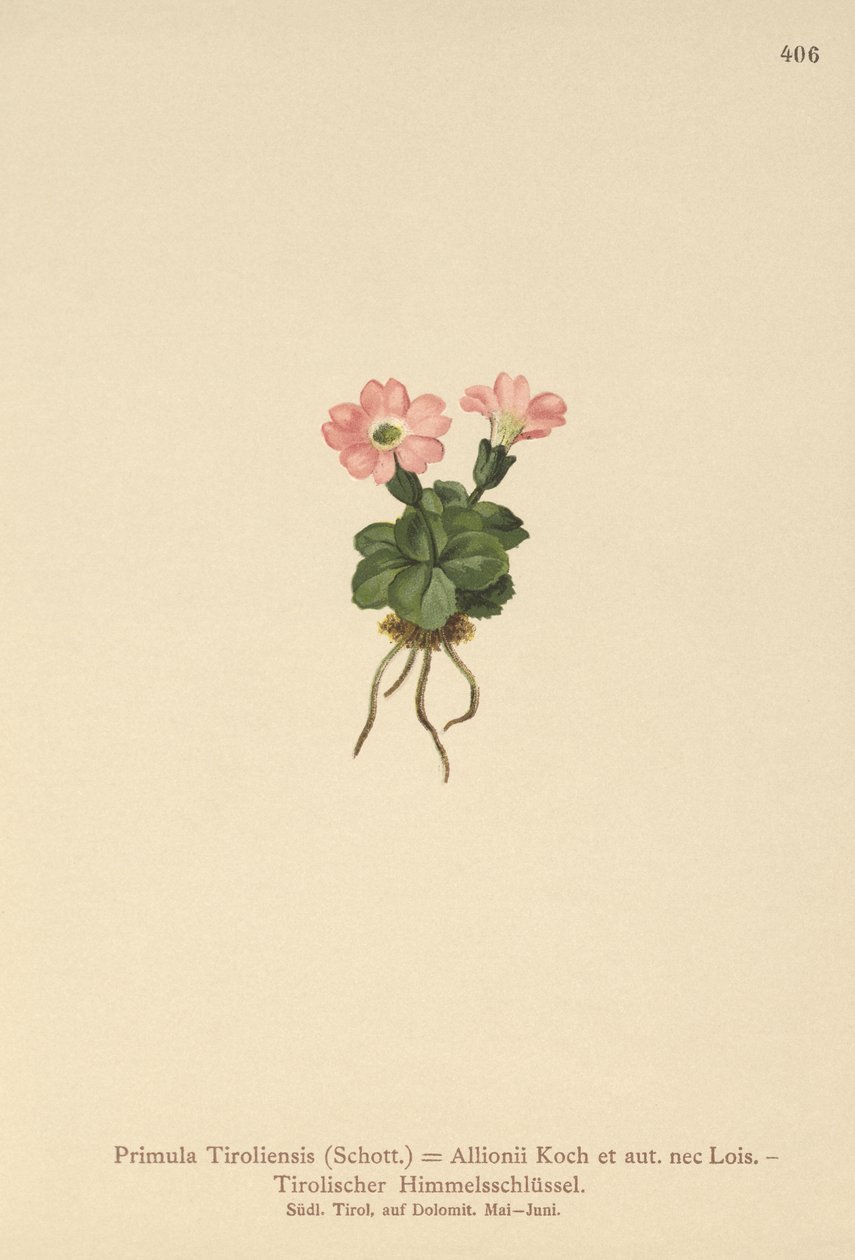زهرة الربيع التيرولية (Primula tyrolensis ، Primula Tirolensis ، Primula Allionii) بواسطة المدرسة الألمانية