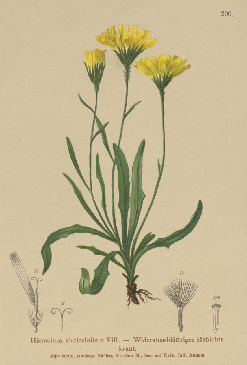 Umbrella Milkwort (Hieracium staticefolium ، Hieracium staticifolium ، Tolpis staticifolia ، Chlorocrepis staticifolium ، Chlorocrepis staticifolia) بواسطة المدرسة الألمانية