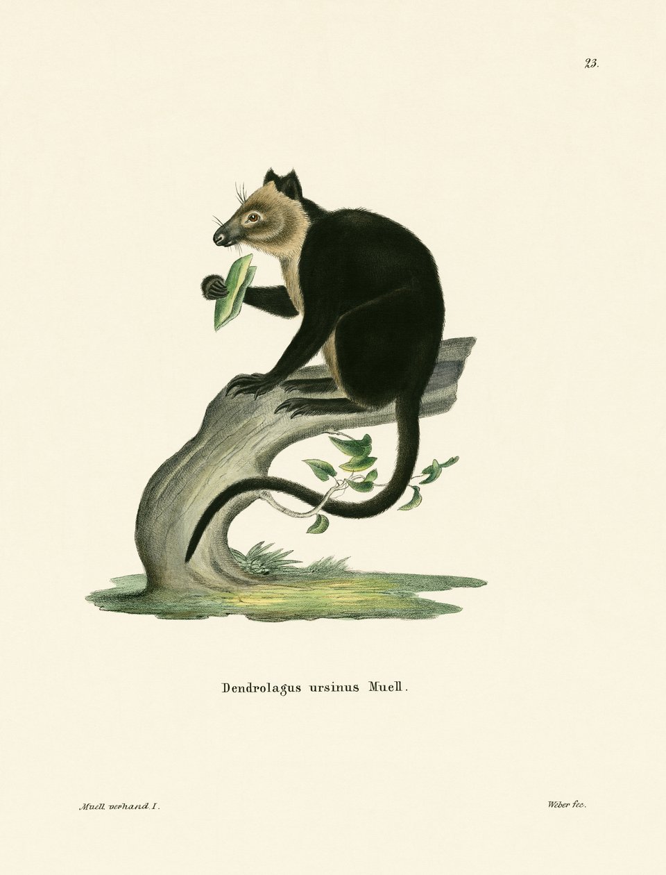 Ursine Tree الكنغر بواسطة المدرسة الألمانية