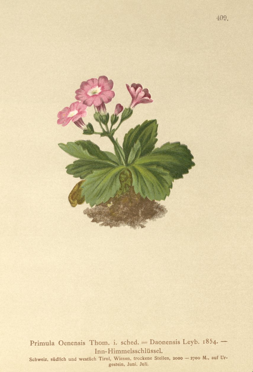 Val-Daone Primrose (Primula Oenensis ، Primula Daonensis) بواسطة المدرسة الألمانية
