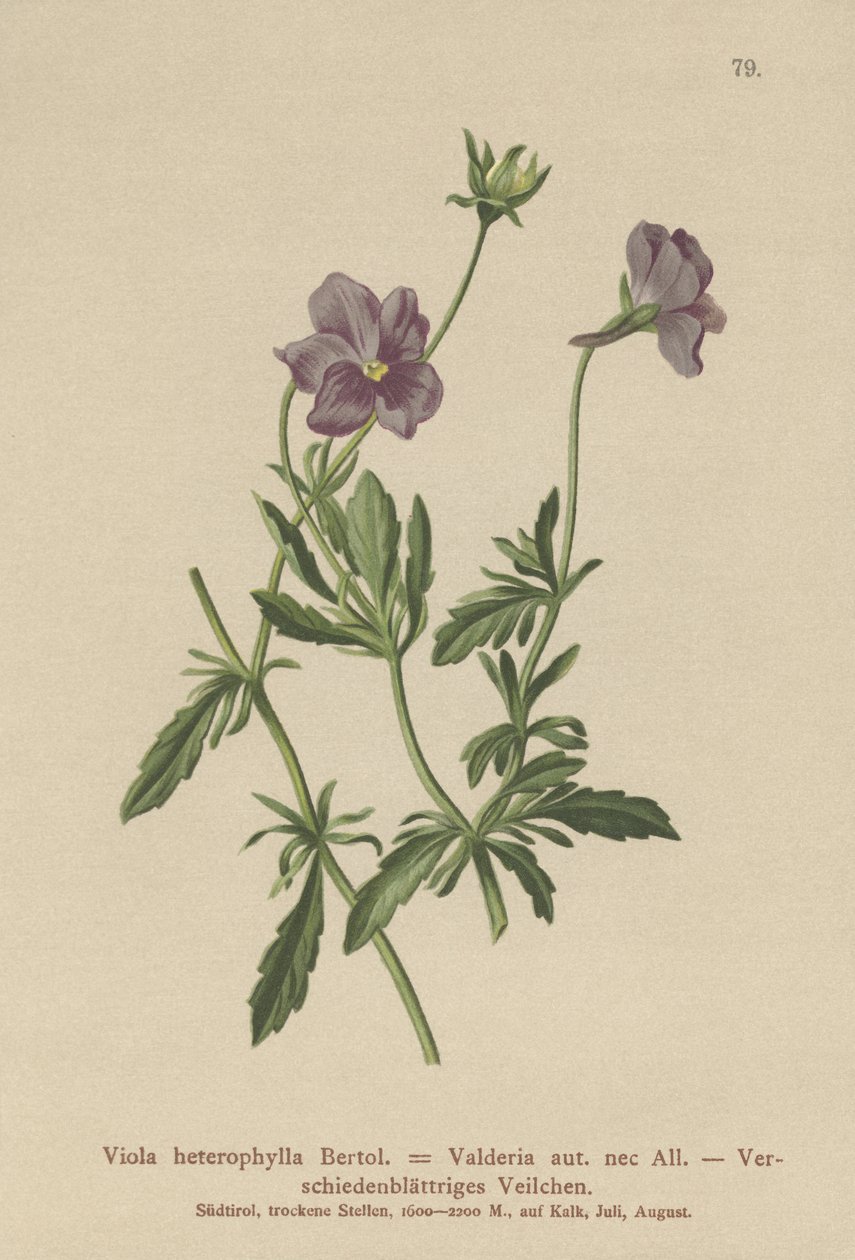 Valderia Violet (Viola heterophylla ، Viola Valderia) بواسطة المدرسة الألمانية