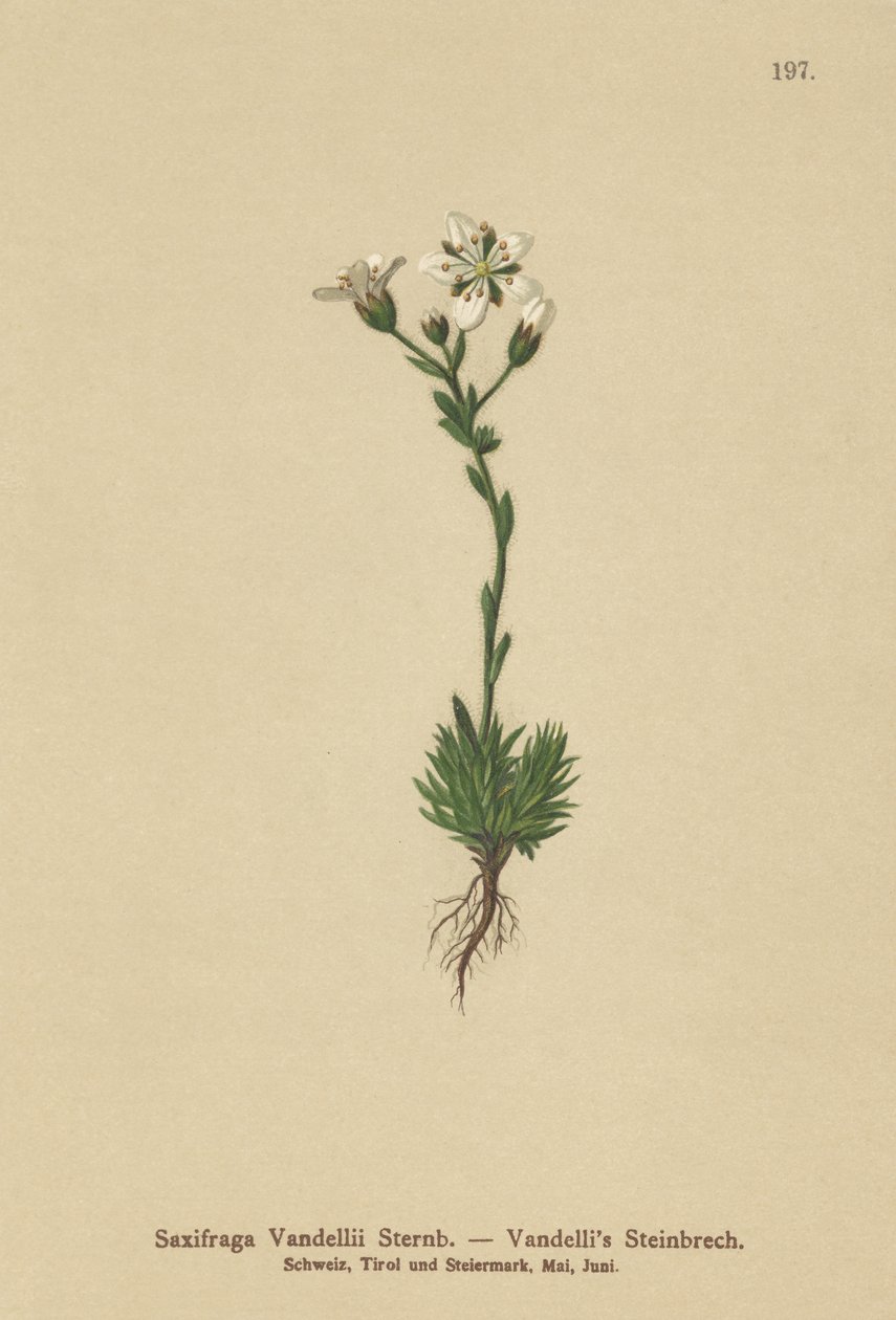 Vandellis Saxifrage (Saxifraga Vandellii) بواسطة المدرسة الألمانية