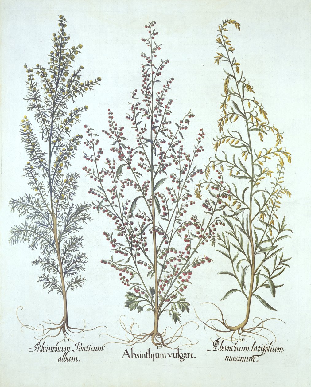 اختلافات الشيح ، من Hortus Eystettensis ، بقلم Basil Besler (1561-1629) ، حانة. 1613 (نقش يدوي) بواسطة المدرسة الألمانية