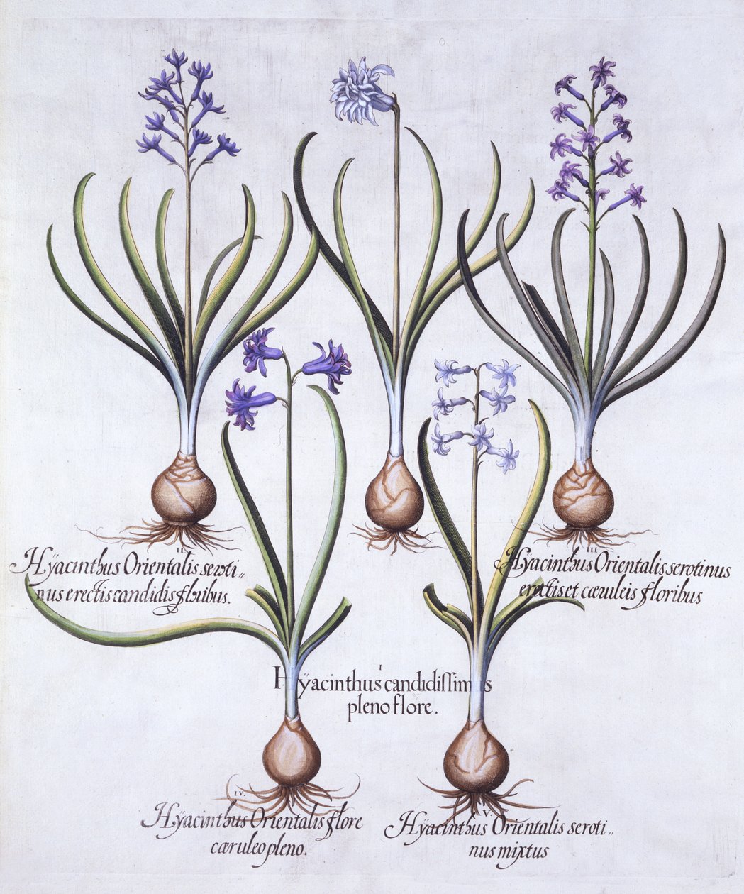 أصناف من صفير مع لمبة ، من Hortus Eystettensis ، بقلم Basil Besler (1561-1629) ، حانة. 1613 (نقش يدوي) بواسطة المدرسة الألمانية