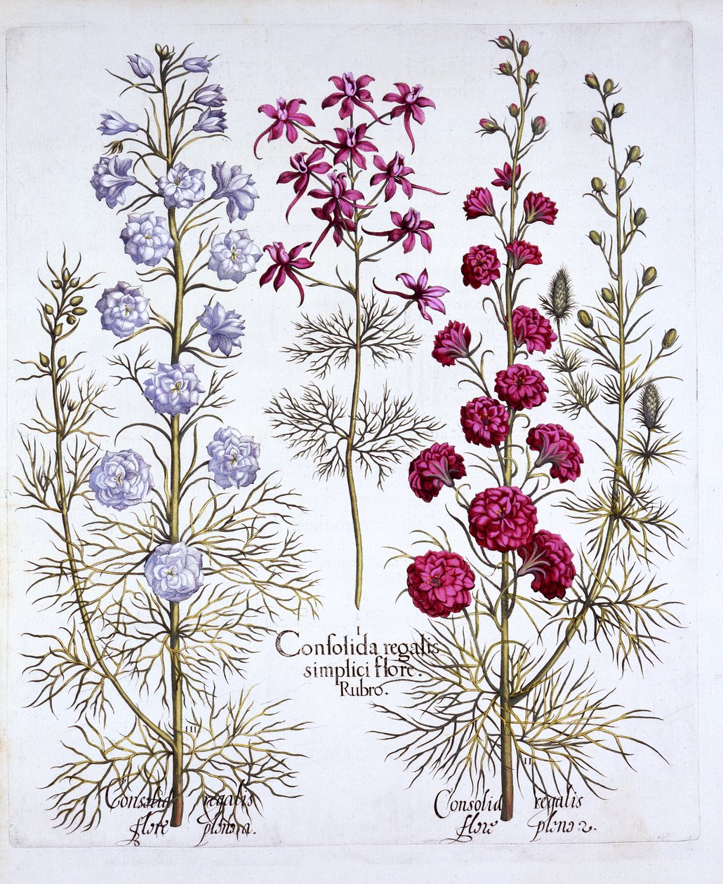أصناف من Larkspur ، من Hortus Eystettensis ، بقلم Basil Besler (1561-1629) ، حانة. 1613 (نقش يدوي) بواسطة المدرسة الألمانية