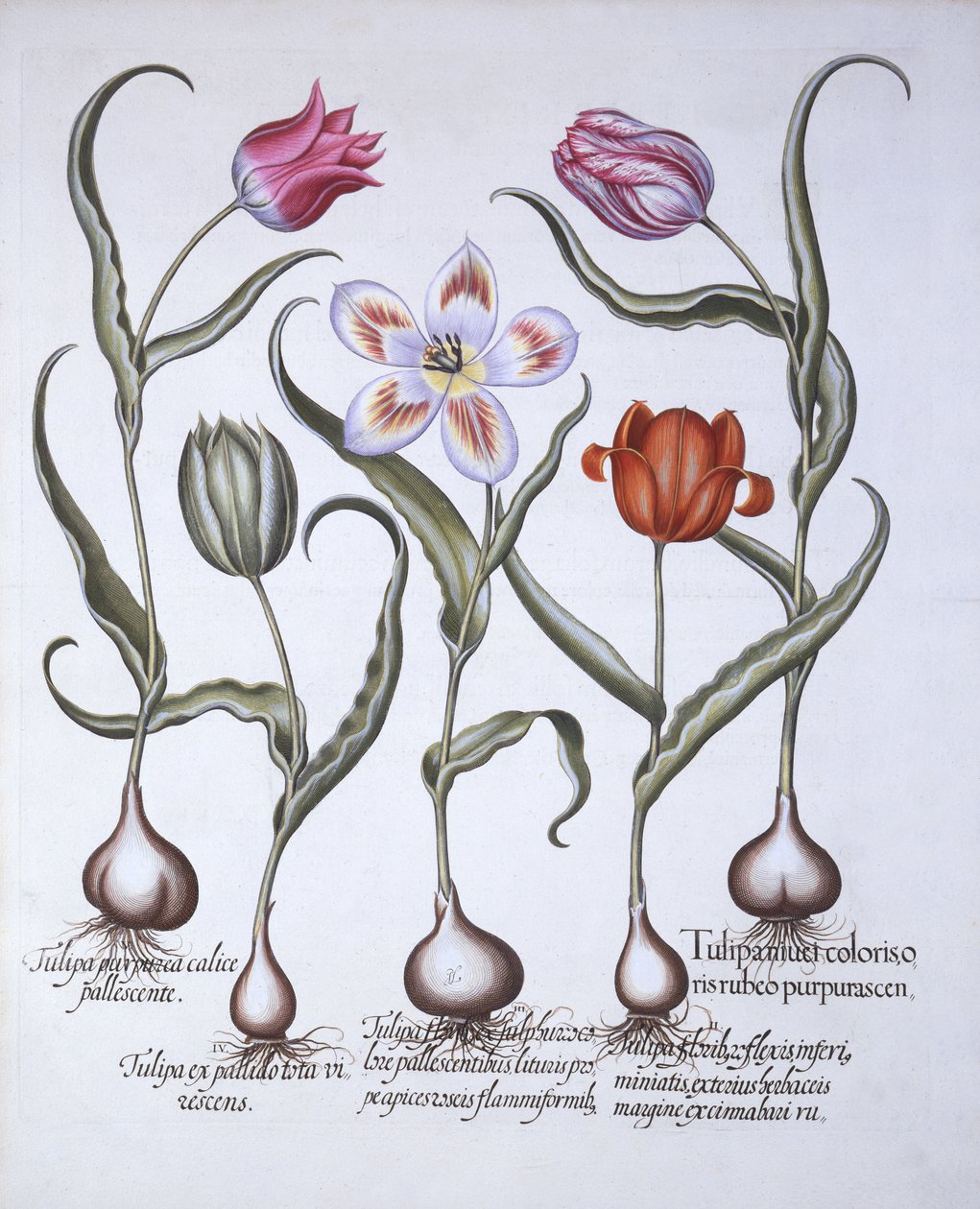 أصناف من الخزامى ، من Hortus Eystettensis ، بقلم Basil Besler (1561-1629) ، حانة. 1613 (نقش يدوي) بواسطة المدرسة الألمانية