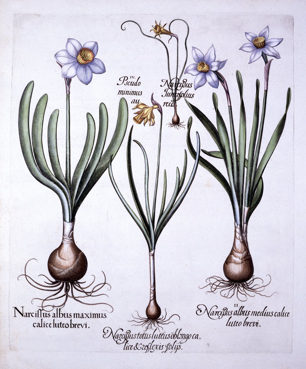 نرجسي مختلفة ، من Hortus Eystettensis ، بقلم باسل بيسلر (1561-1629) ، حانة. 1613 (نقش يدوي) بواسطة المدرسة الألمانية