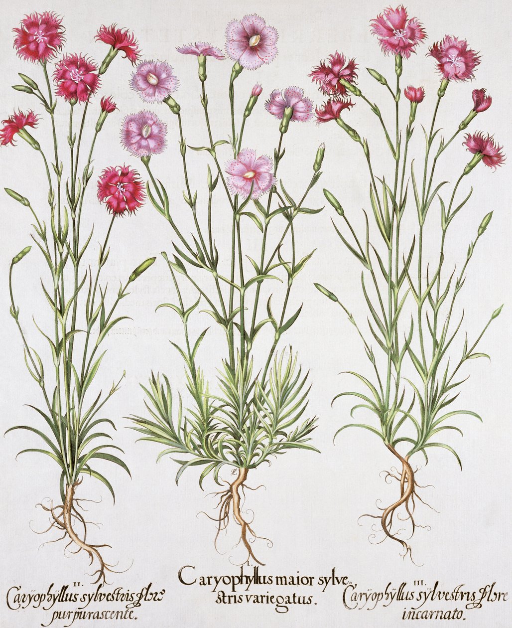 أصناف مختلفة من Dianthus ، من Hortus Eystettensis بقلم Basil Besler (1561-1629) ، حانة. 1613 (نقش يدوي) بواسطة المدرسة الألمانية