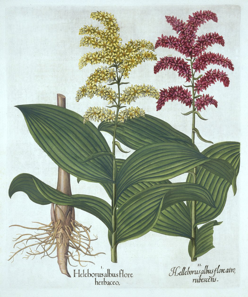Veratrum ، من "Hortus Eystettensis" ، بقلم باسل بيسلر بواسطة المدرسة الألمانية
