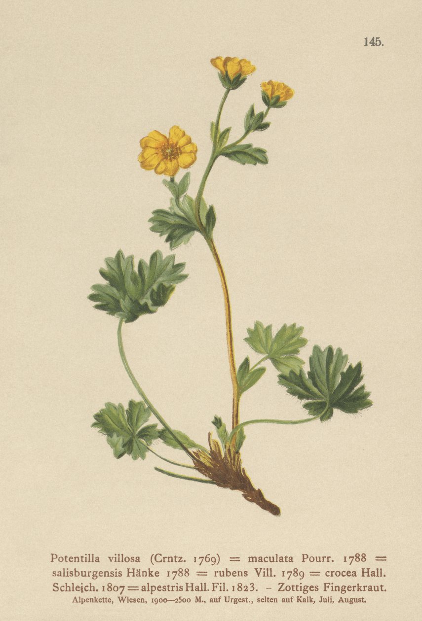 زعنفة Cinquefoil (Potentilla villosa ، Potentilla maculata ، Potentilla rubens ، Potentilla crocea ، Potentilla alpestris ، Potentilla salisburgensis) بواسطة المدرسة الألمانية