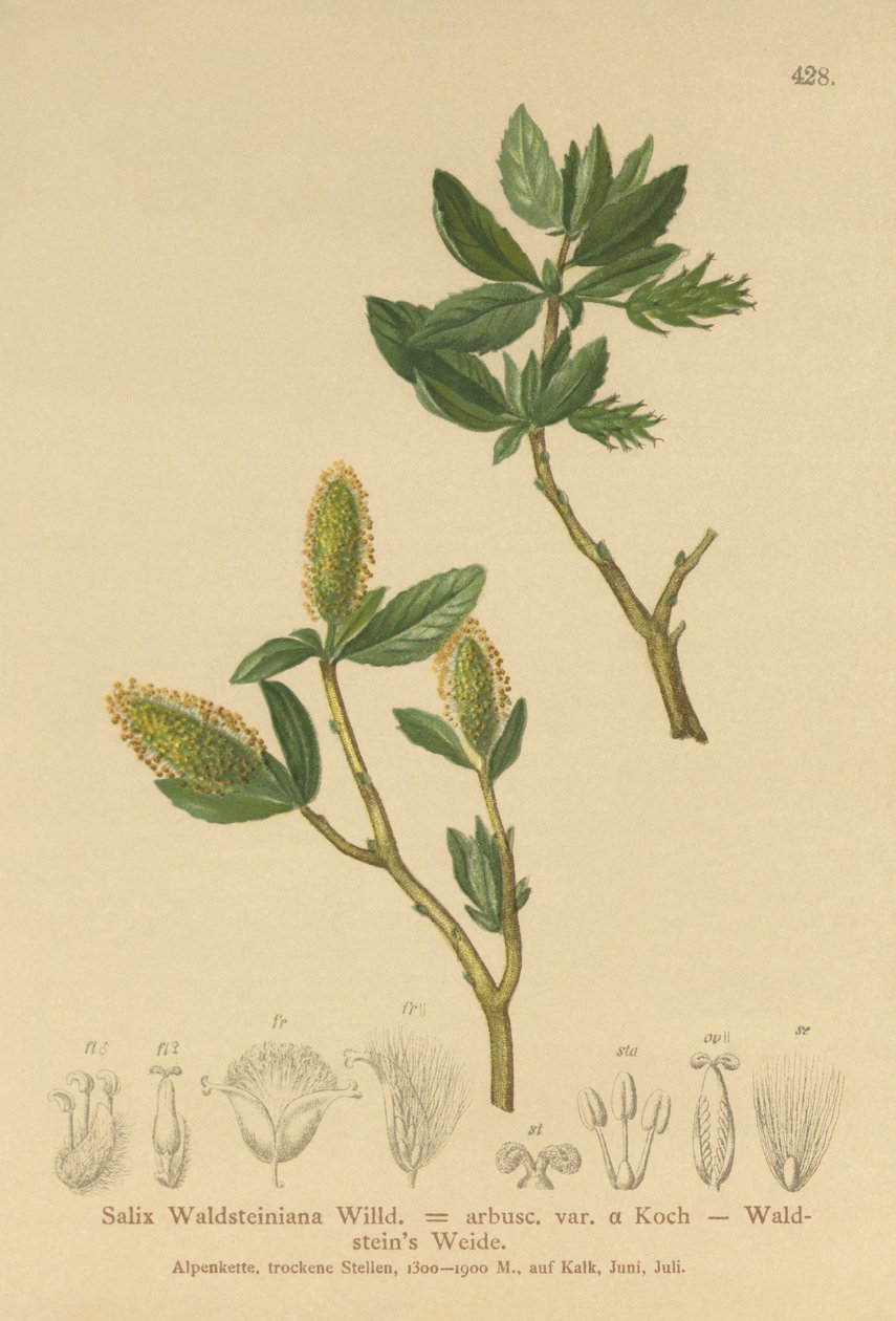والدستين ويلو (Salix Waldsteiniana ، Salix arbusc. var.) بواسطة المدرسة الألمانية