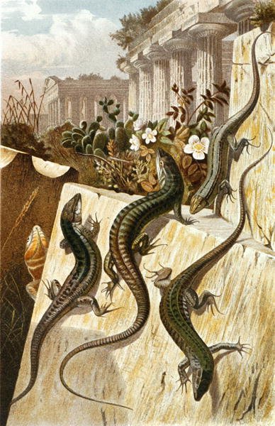 سحلية الجدار ، لوحة من "Brehms Tierleben: Allgemeine Kunde des Tierreichs" ، المجلد 7 ، الصفحة 151 ، نشره Bibliographisches Institut بواسطة المدرسة الألمانية
