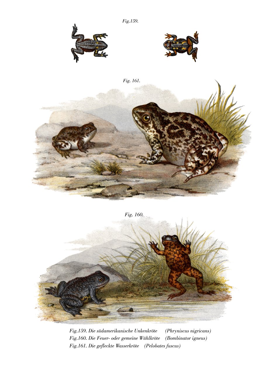 Warty Toad (لون ليثو) بواسطة المدرسة الألمانية