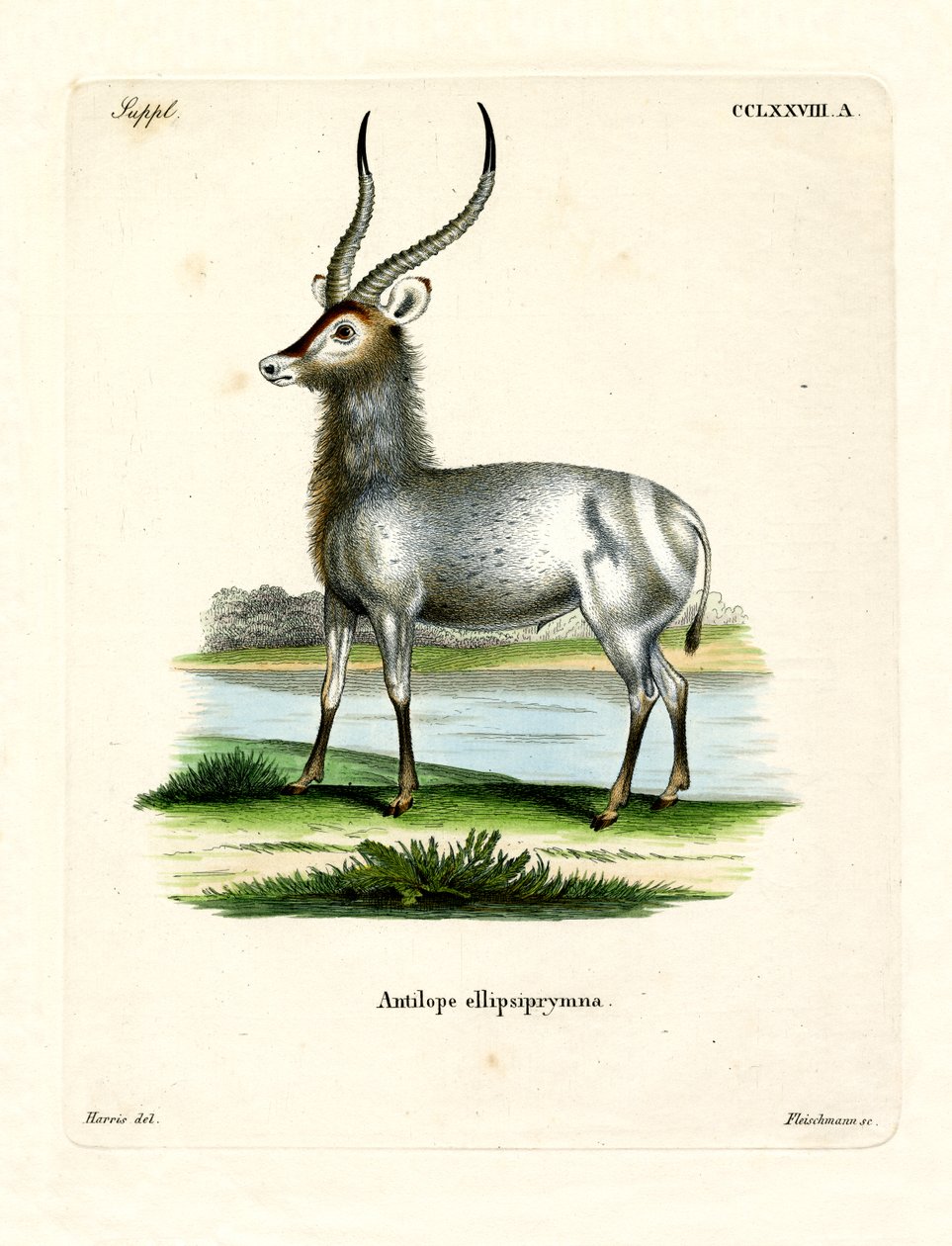 Waterbuck (نقش ملون) بواسطة المدرسة الألمانية