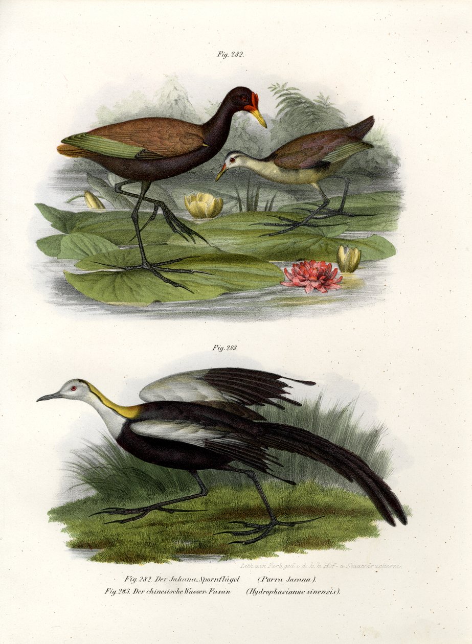 Wattled Jacana ، 1864 بواسطة المدرسة الألمانية