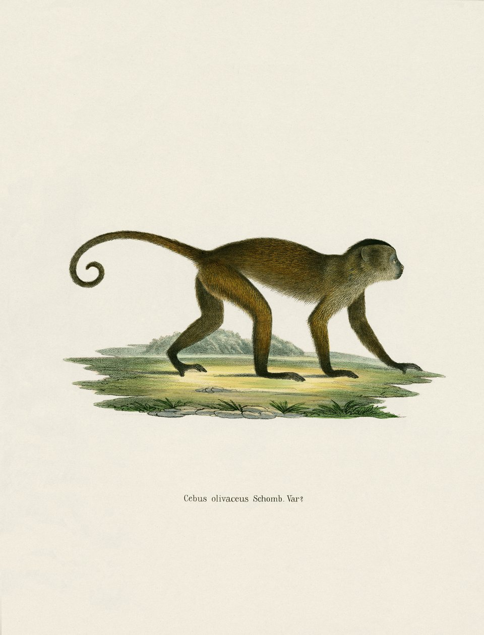Weeper Capuchin (نقش ملون) بواسطة المدرسة الألمانية