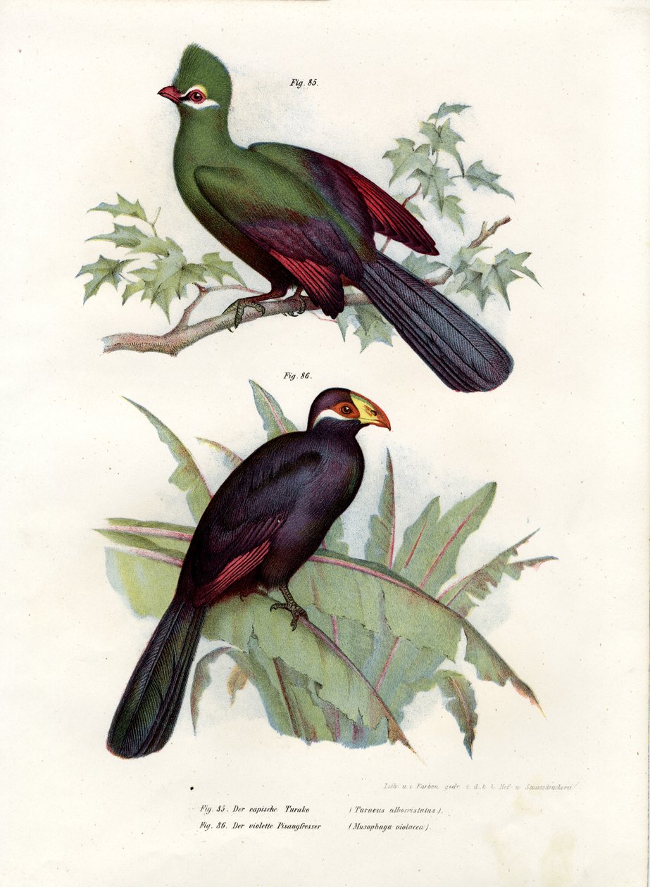 Turaco متوج الأبيض ، 1864 بواسطة المدرسة الألمانية