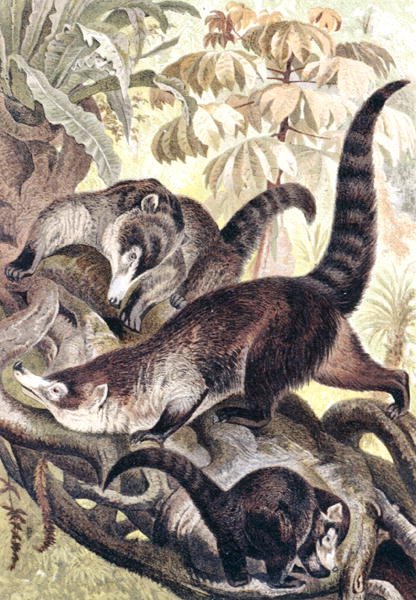 قوطي أبيض الأنف ، لوحة من "Brehm's Animal Life: General Knowledge Kingdom of the Animal Kingdom" ، المجلد 2 ، ص 278 ، نشره المعهد الببليوغرافي بواسطة المدرسة الألمانية