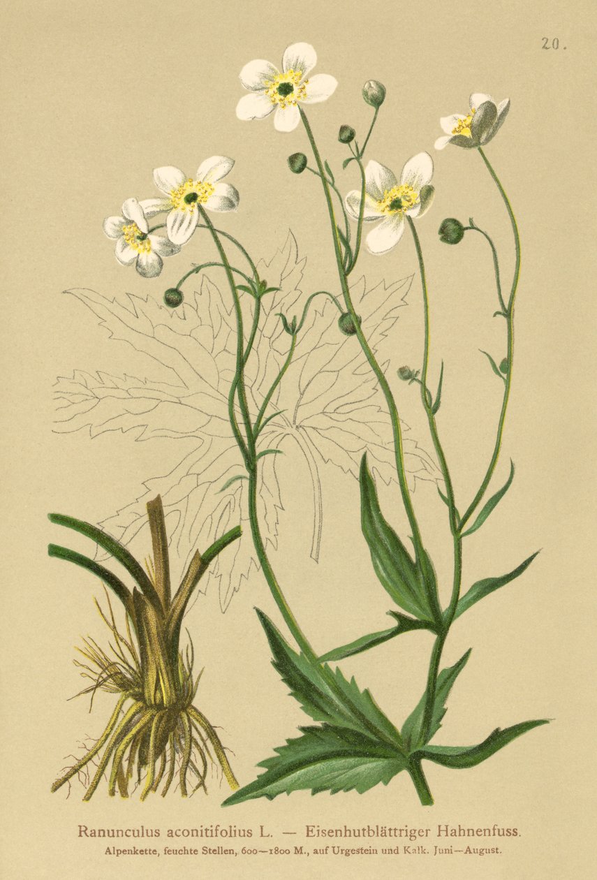 أزرار العازبين البيض (حوذان aconitifolius) بواسطة المدرسة الألمانية