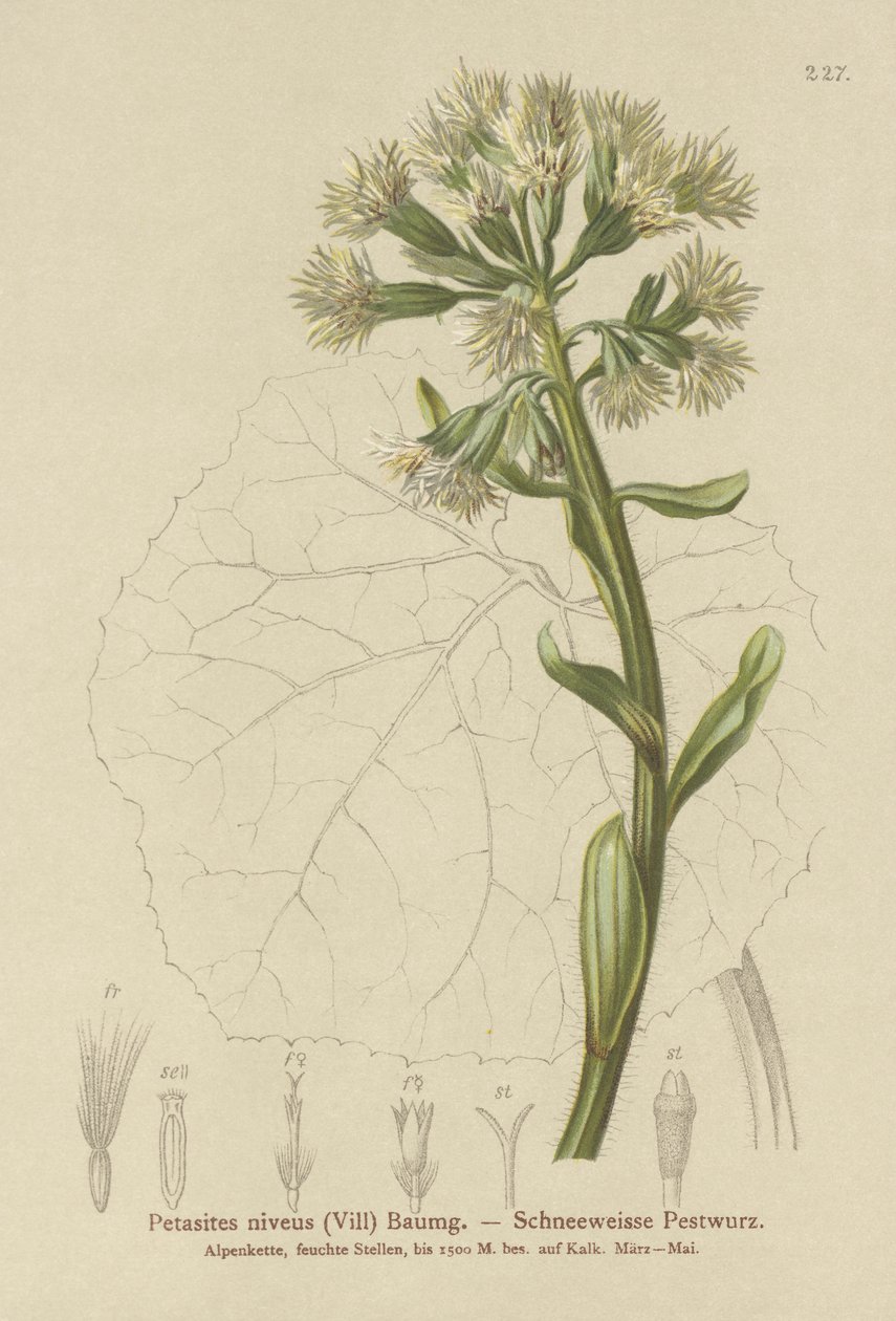 الزبدة البيضاء (Petasites niveus ، Petasites albus) بواسطة المدرسة الألمانية