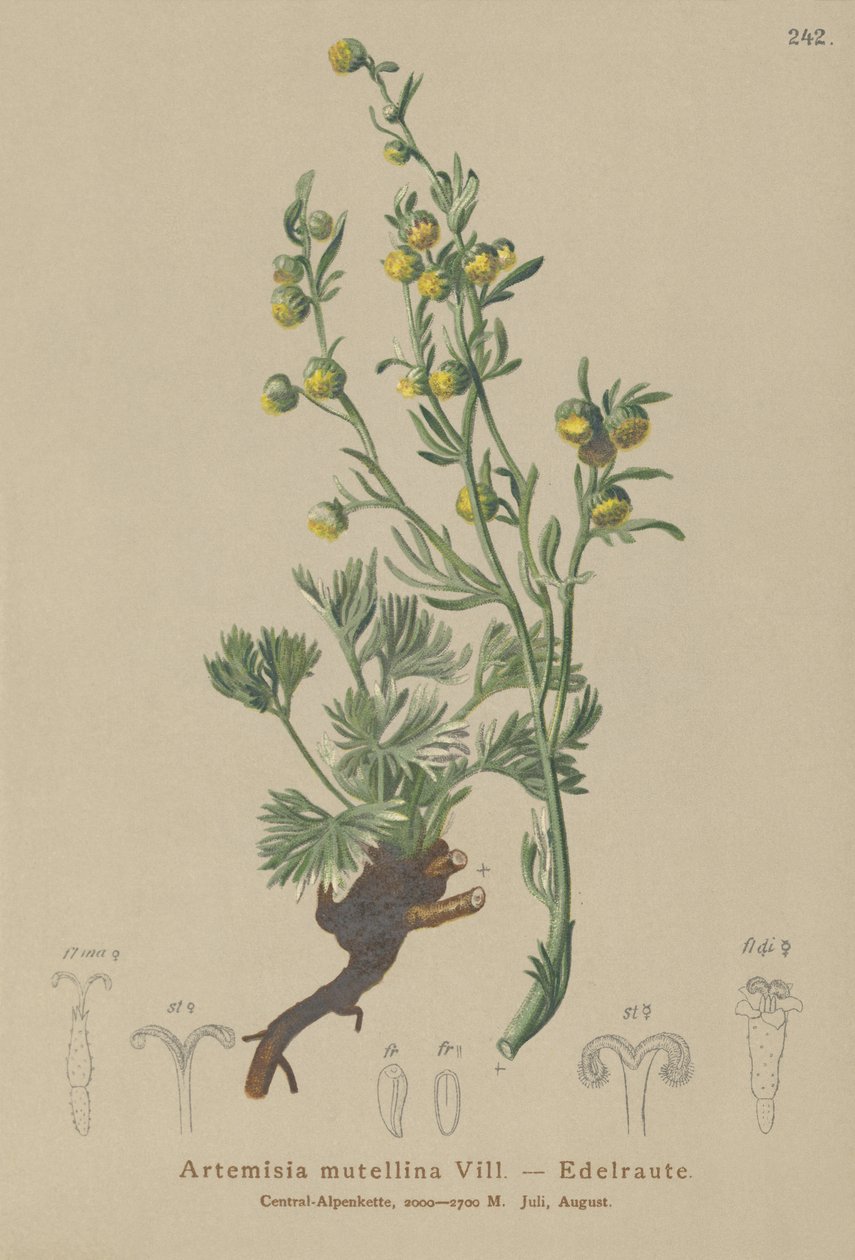 الجيني الأبيض (Artemisia mutellina ، Artemisia umbelliformis) بواسطة المدرسة الألمانية