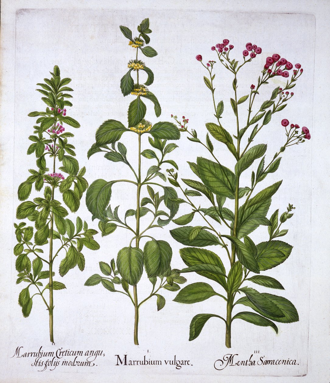 White Horehound، Horehound and Mint، from Hortus Eystettensis، by Basil Besler (1561-1629)، pub. 1613 (نقش يدوي) بواسطة المدرسة الألمانية